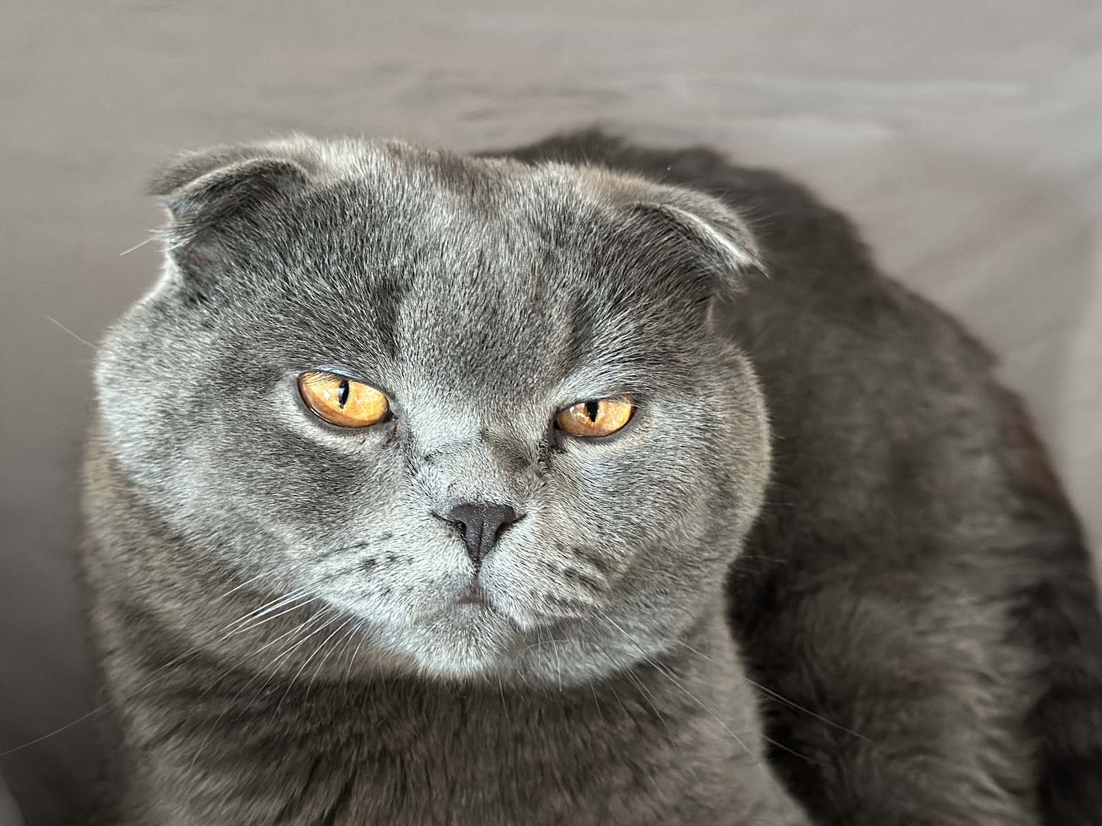 Chico, Ahmed’s beloved 3-year-old cat.